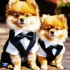 Two Pomeranians In Suit Diamond Painting