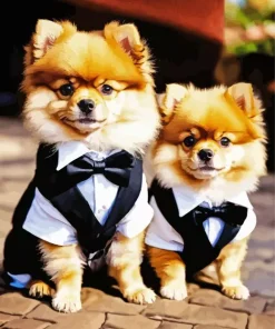 Two Pomeranians In Suit Diamond Painting