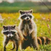 Two Raccoons Diamond Painting