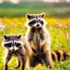 Two Raccoons Diamond Painting