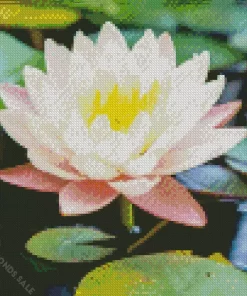 Waterlily And Lotus Diamond Painting