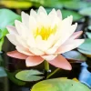 Waterlily And Lotus Diamond Painting