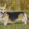 Welsh Corgi Side View Diamond Painting