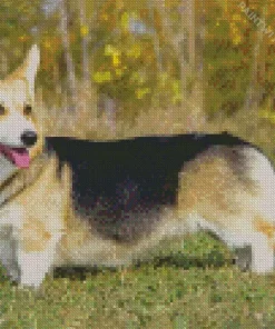 Welsh Corgi Side View Diamond Painting