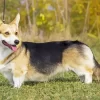 Welsh Corgi Side View Diamond Painting