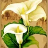 White Calla Lilies Diamond Painting