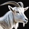 White Goat Diamond Painting