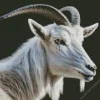 White Goat Diamond Painting