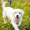 White Labrador Puppy Diamond Painting