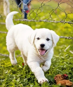 White Labrador Puppy Diamond Painting