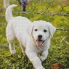 White Labrador Puppy Diamond Painting