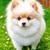 White Pomeranian Puppy Diamond Painting