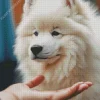 White Samoyed Puppy Diamond Painting