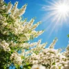 White Wisteria Plants Diamond Painting