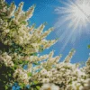 White Wisteria Plants Diamond Painting