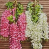 White And Pink Wisteria Plants Diamond Painting