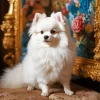 White Cute Pomeranian Diamond Painting