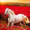 White Horse In Flowers Field Diamond Painting