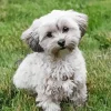 White Morkie Diamond Painting