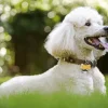 White Poodle Playing In The Yard Diamond Painting