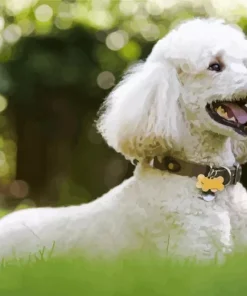 White Poodle Playing In The Yard Diamond Painting