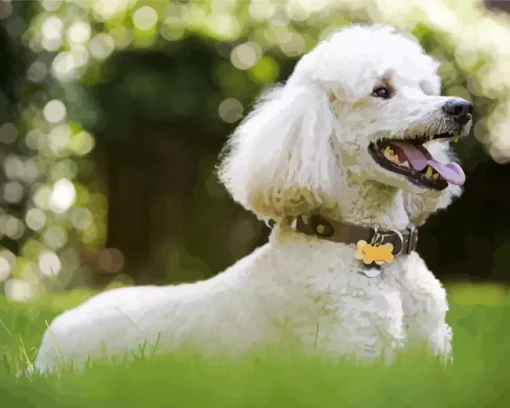 White Poodle Playing In The Yard Diamond Painting