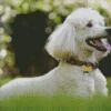 White Poodle Playing In The Yard Diamond Painting