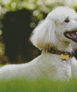 White Poodle Playing In The Yard Diamond Painting