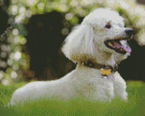 White Poodle Playing In The Yard Diamond Painting