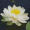 White Water Lily Diamond Painting