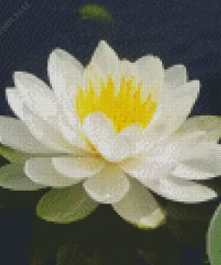 White Water Lily Diamond Painting