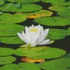 White Water Lily Diamond Painting