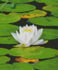 White Water Lily Diamond Painting