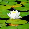 White Water Lily Diamond Painting