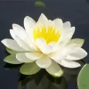 White Water Lily Diamond Painting