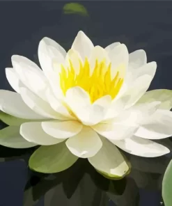 White Water Lily Diamond Painting