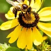 Yellow Coneflower And Bee Diamond Painting