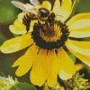 Yellow Coneflower And Bee Diamond Painting