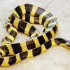 Yellow And Black Snake Diamond Painting