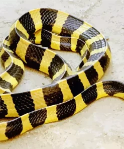 Yellow And Black Snake Diamond Painting