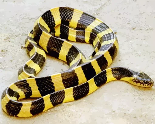 Yellow And Black Snake Diamond Painting