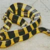 Yellow And Black Snake Diamond Painting