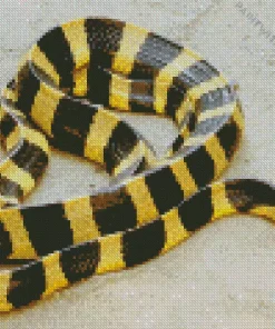 Yellow And Black Snake Diamond Painting