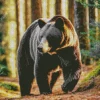 American Black Bear Walking In Forest Diamond Painting