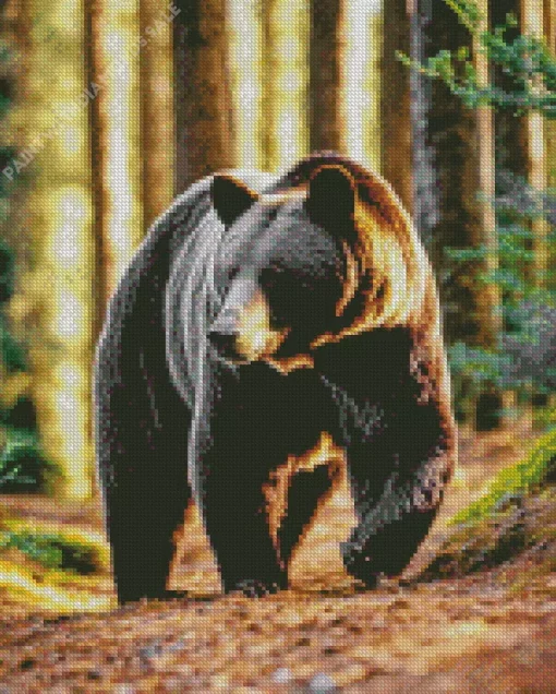 American Black Bear Walking In Forest Diamond Painting