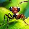 Ant On A Leaf Diamond Painting