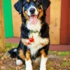 Australian Shepherd Dog Diamond Painting