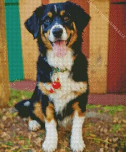 Australian Shepherd Dog Diamond Painting