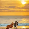 Australian Shepherd Dogs With Sunset Diamond Painting