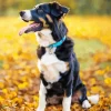 Australian Shepherd In Autumn Leaves Diamond Painting